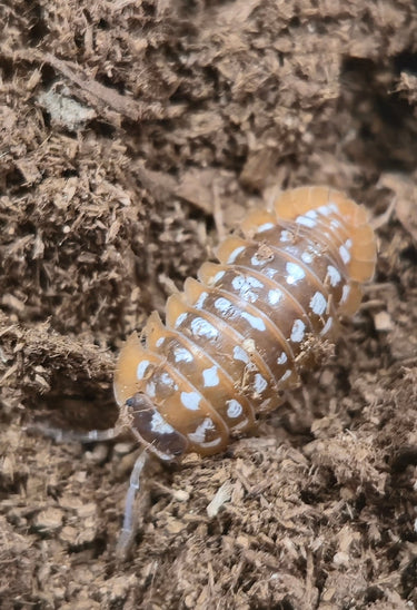 Werneri Carrying Leucistic Gene Isopods (Armadillidium sp) - Isopods For Sale UK | PostPods